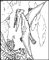 Pteranodon coloring page