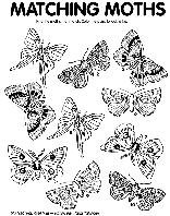 Moth Match coloring page
